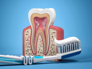 Cross-section model of a tooth and gums beside two toothbrushes with toothpaste